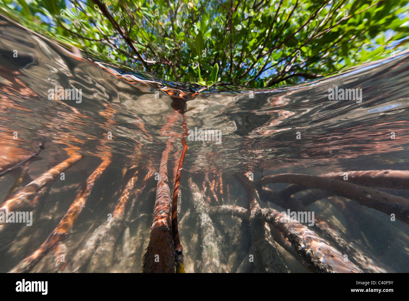 Le mangrovie Rhizophora, Parco Nazionale Los Haitises, Repubblica Dominicana Foto Stock