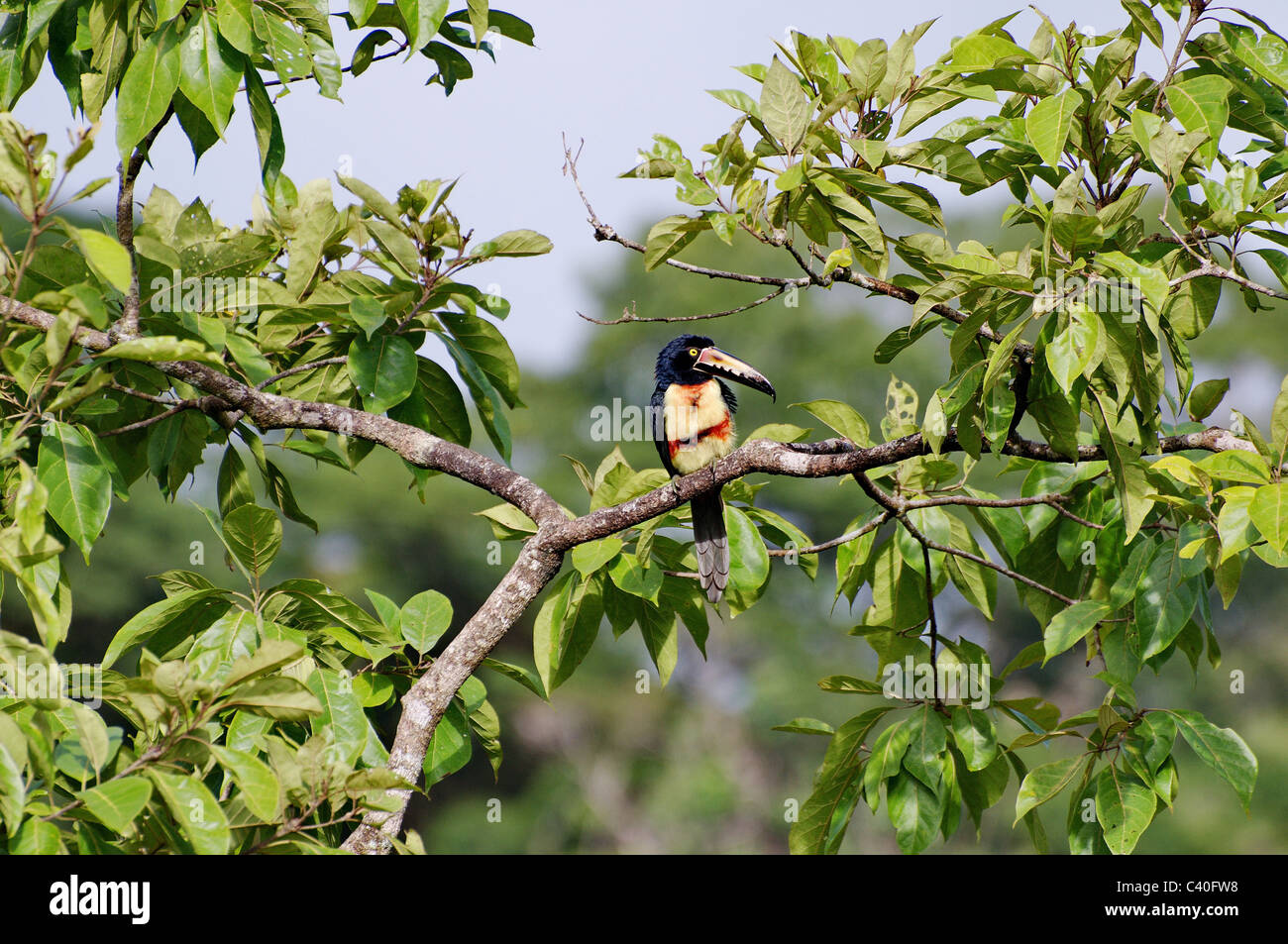 Aracari, aracari a collare, toucan, picchio bird, uccelli, Pteroglossus torquatus, tropicale nella foresta pluviale, Costa Rica, animale, un Foto Stock