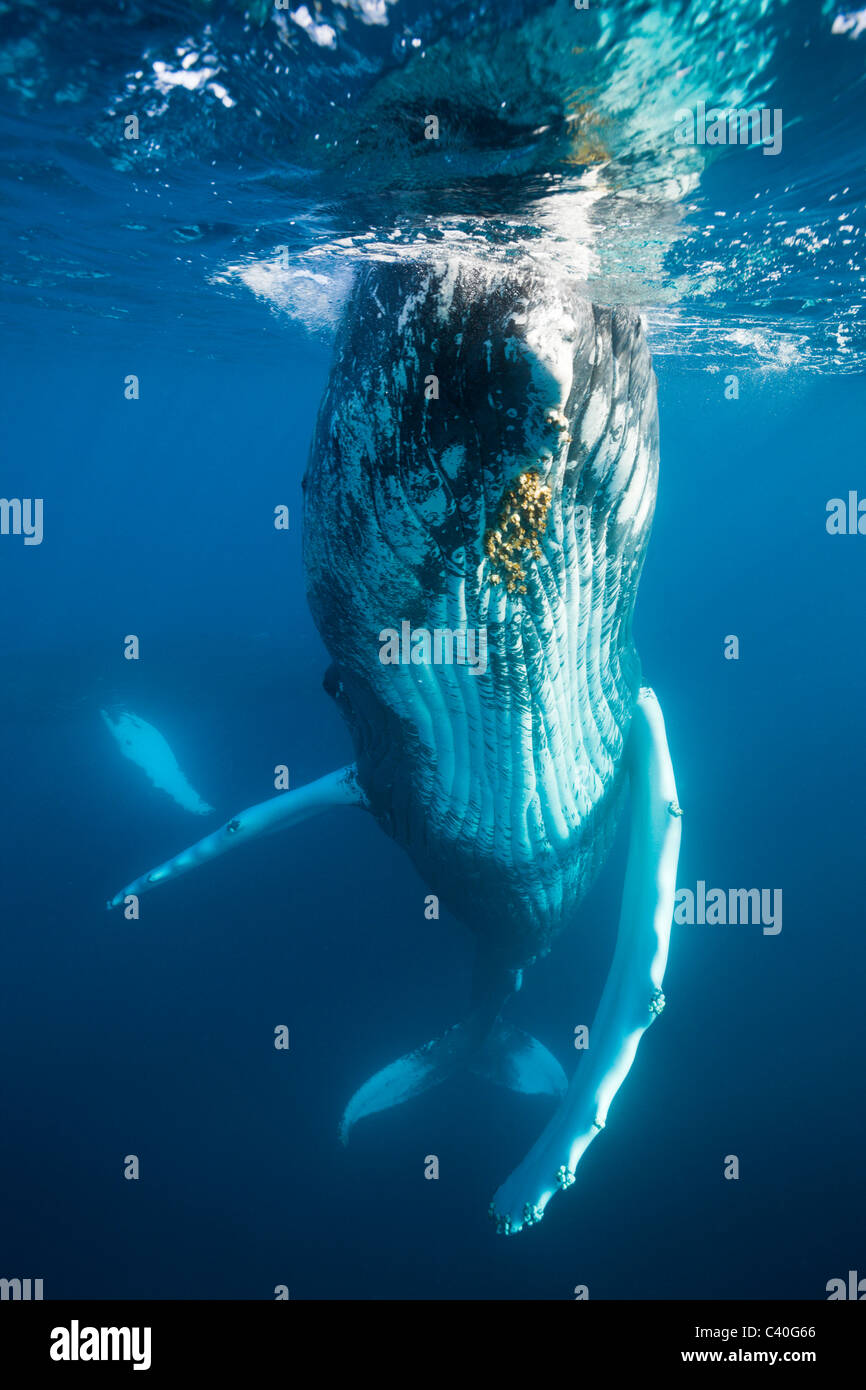 Humpback Whale, Megaptera novaeangliae, Banca d'argento, Oceano Atlantico, Repubblica Dominicana Foto Stock