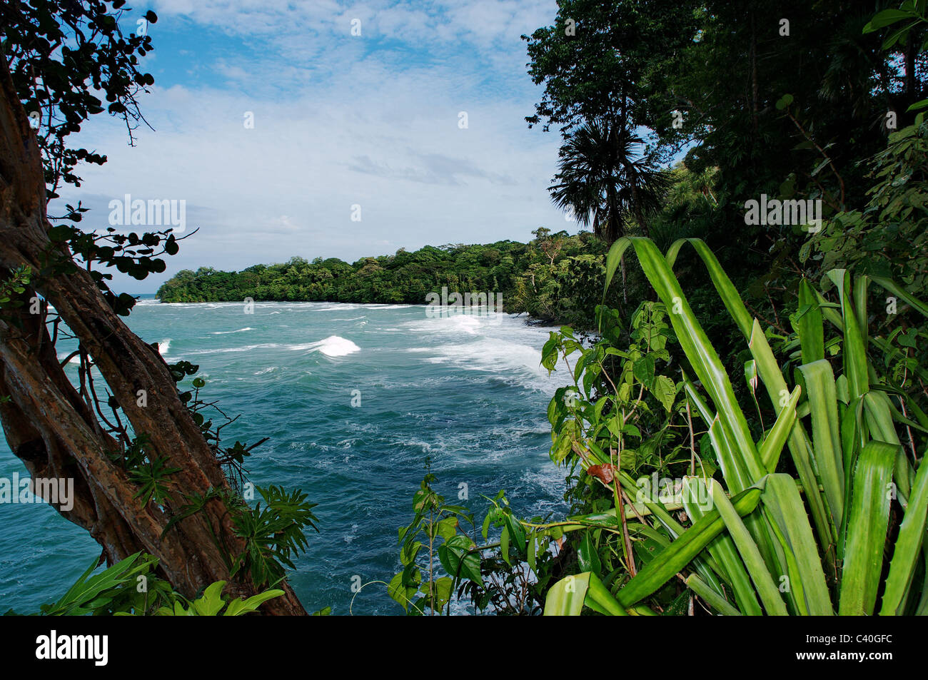 La foresta vergine, foresta pluviale, albero, alberi, piante, verde, vegetali, piante, botanica, tropicale tropici, natura, sul mare dei Caraibi, Costa Foto Stock