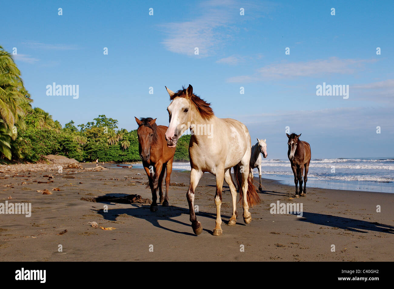 Cavallo, cavalli, Bay, sulla spiaggia, sul mare dei Caraibi, Costa Rica, Cahuita, Playa Negra, sabbia, acqua, onde, blu, vacanze, ferie Foto Stock