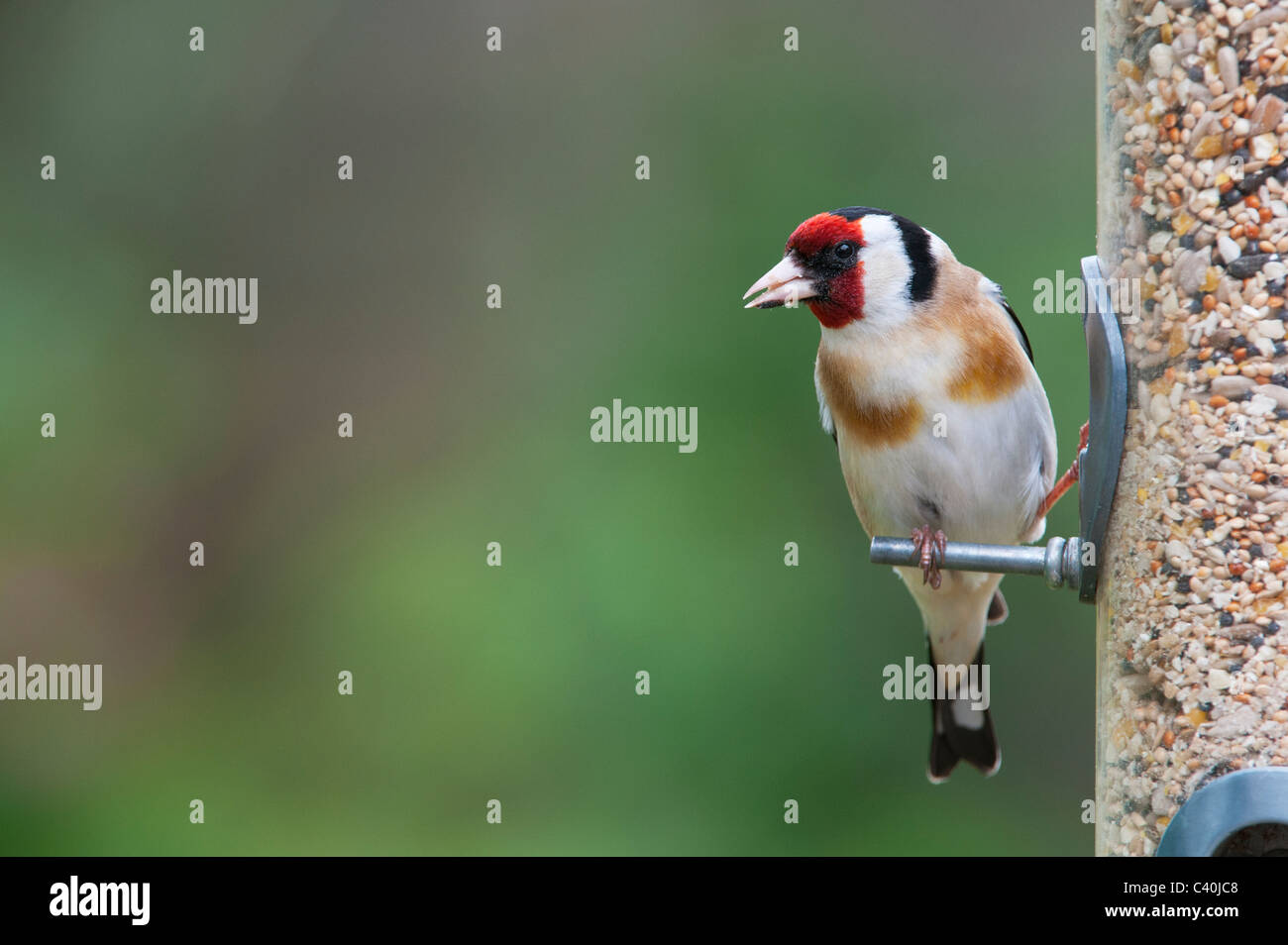 Cardellino sulle sementi di uccello alimentatore in primavera. Regno Unito Foto Stock