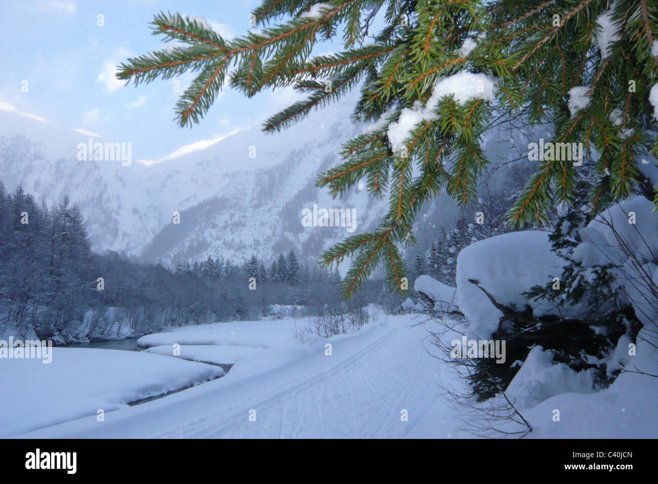 La Svizzera, Vallese, Goms, superiore legno, cross-country trail e il Rodano, inverno, rami d abete, inverni, neve Foto Stock