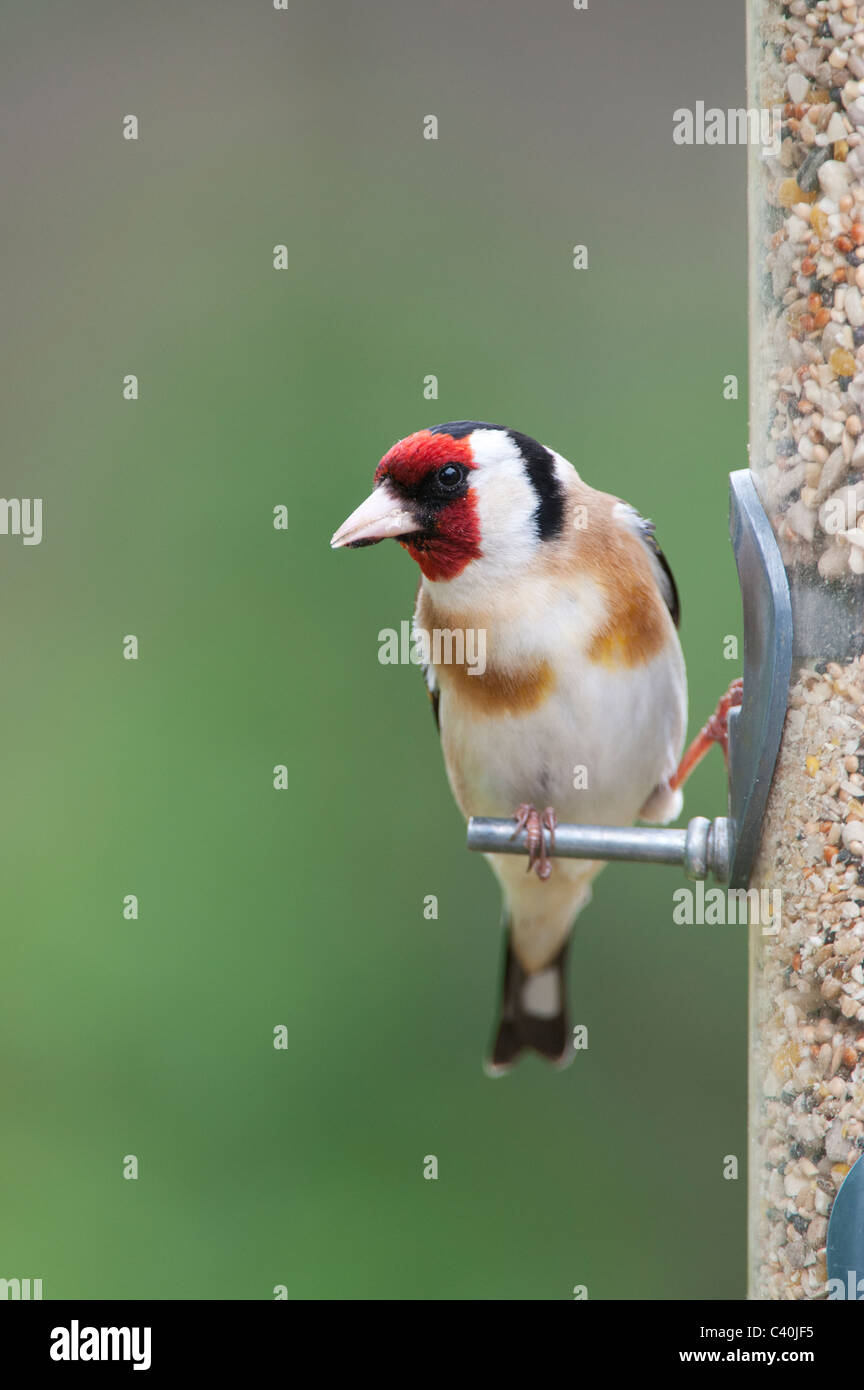 Cardellino sulle sementi di uccello alimentatore in primavera. Regno Unito Foto Stock