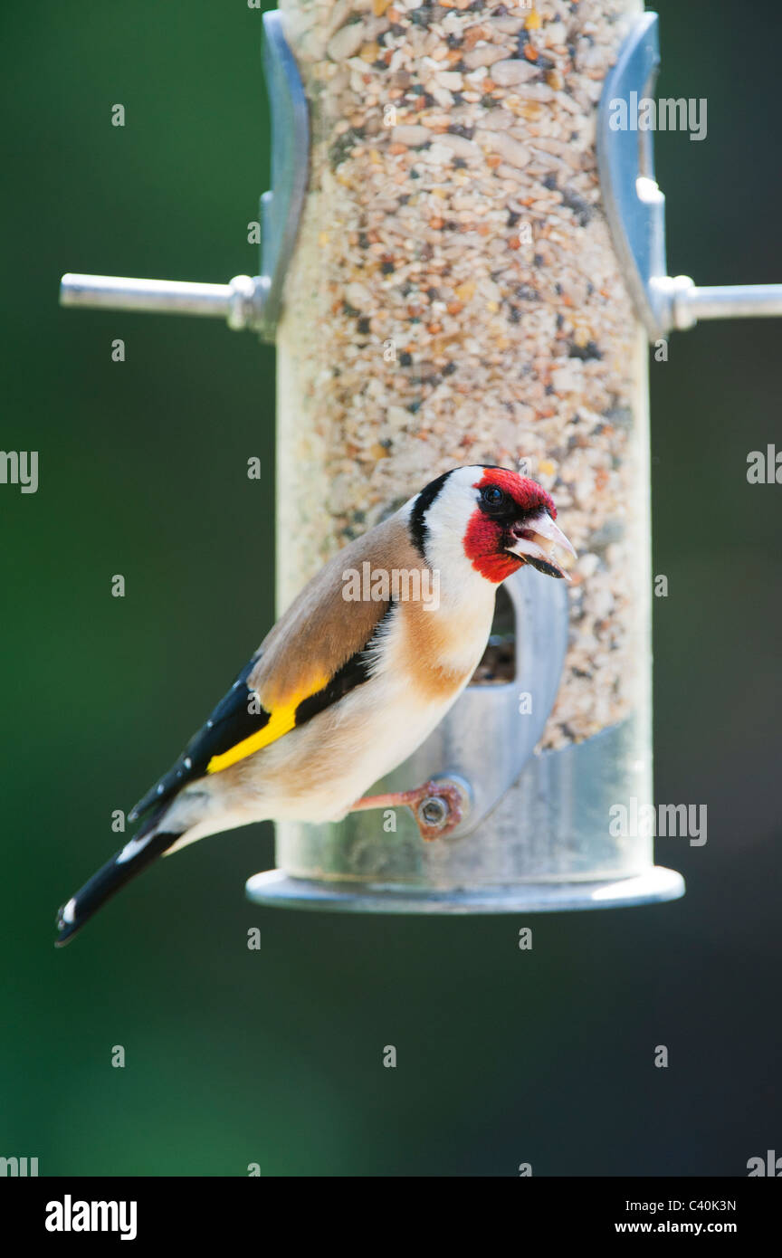 Cardellino sulle sementi di uccello alimentatore in primavera. Regno Unito Foto Stock