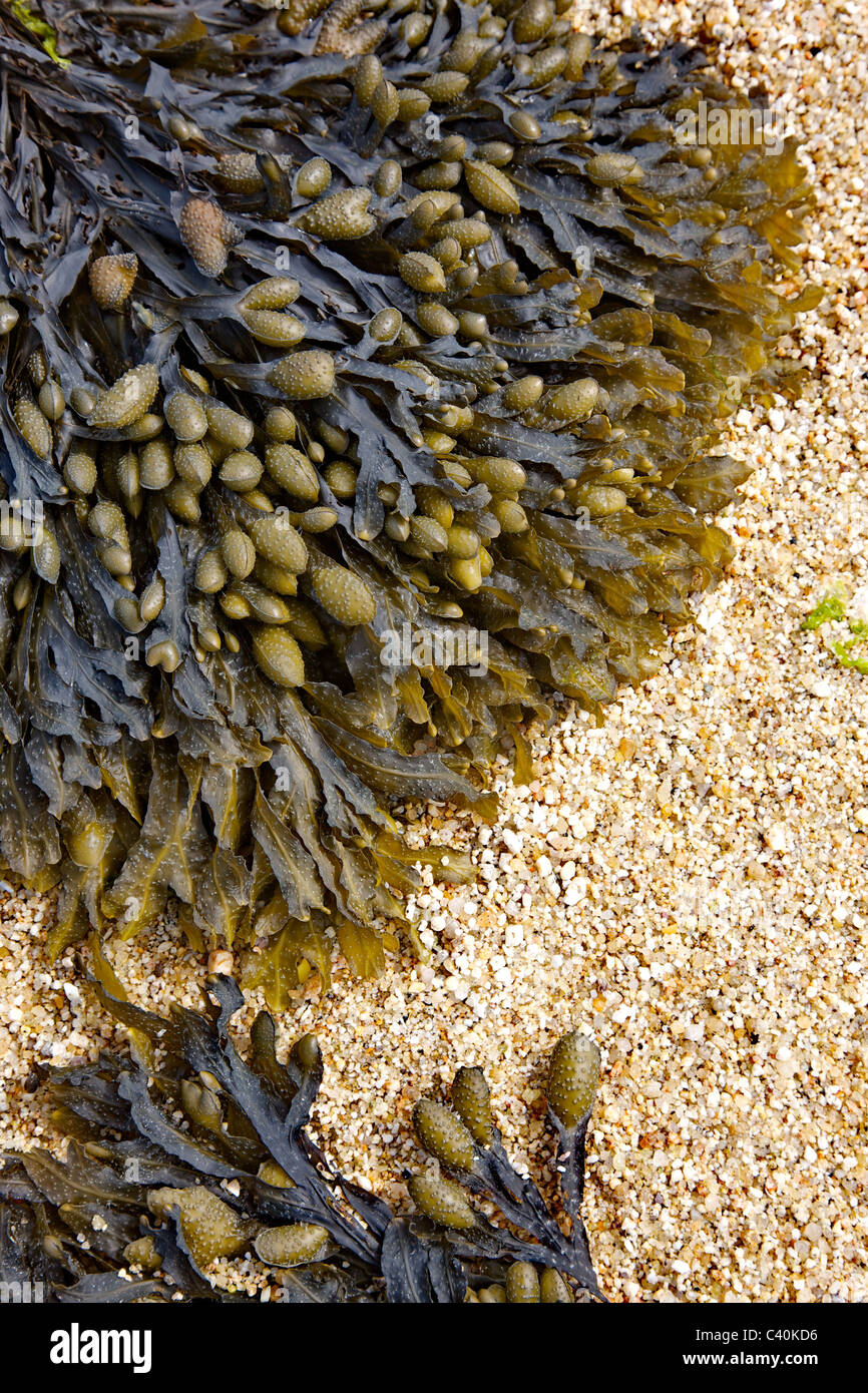 La vescica Wrack Fucus vesiculosus su di una spiaggia di sabbia con la bassa marea Foto Stock