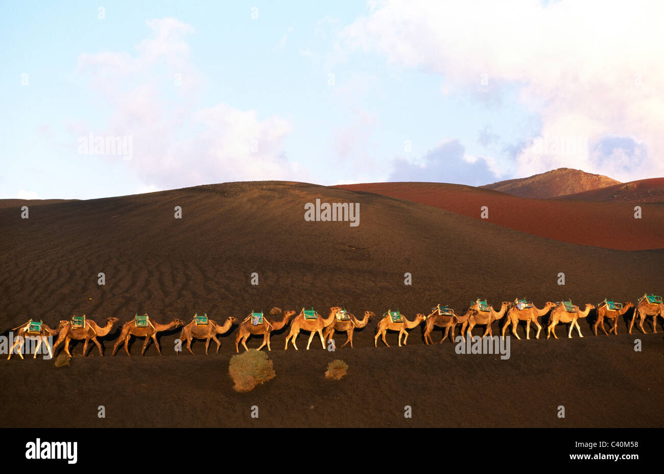 Cammelli, equitazione, escursioni, Timanfaya, parchi nazionali, Lanzarote, Isole Canarie, Isole Spagna Foto Stock