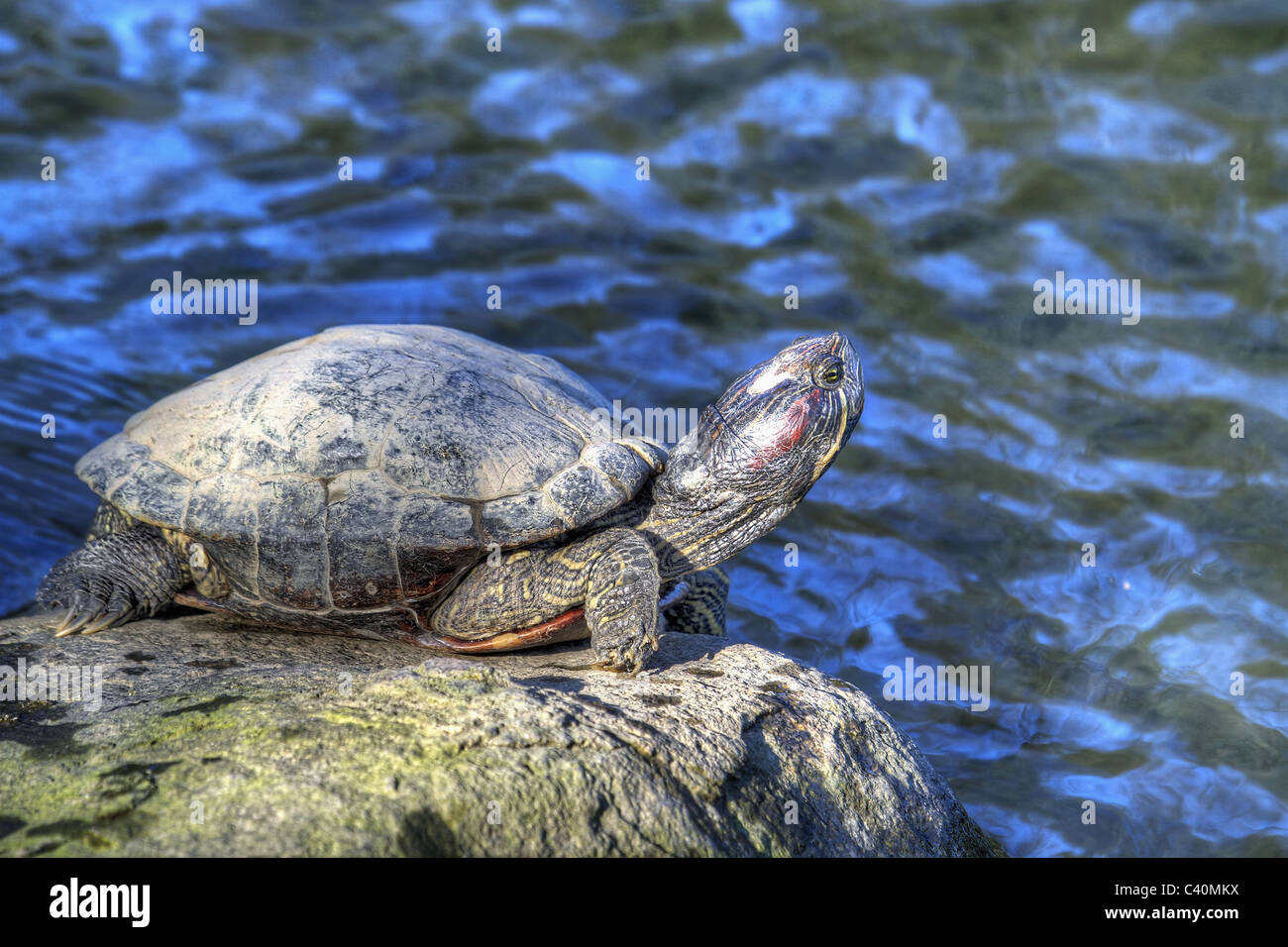 Tartaruga a prendere il sole sulla roccia in riva al lago Foto Stock