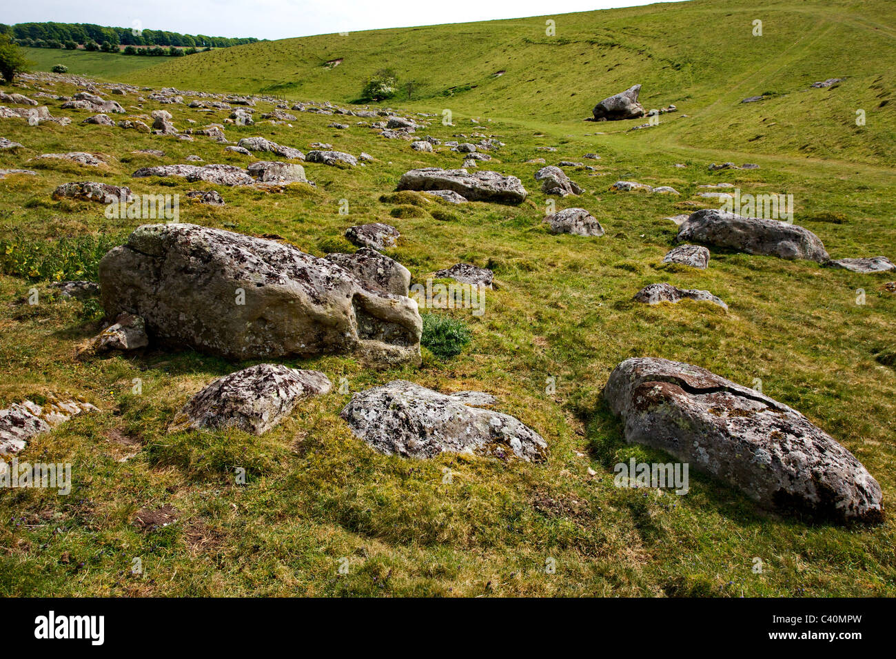 Grandi pietre sarsen un rivestimento secco Valle Gesso sulla riserva naturale nazionale di Fyfield giù nel Wiltshire Foto Stock