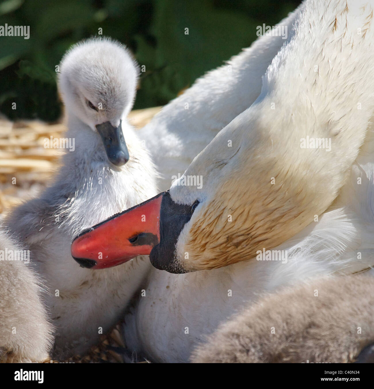 Una madre swan preens la sua nuova cygnet tratteggiata a Abbotsbury Swannery nel Dorset Foto Stock
