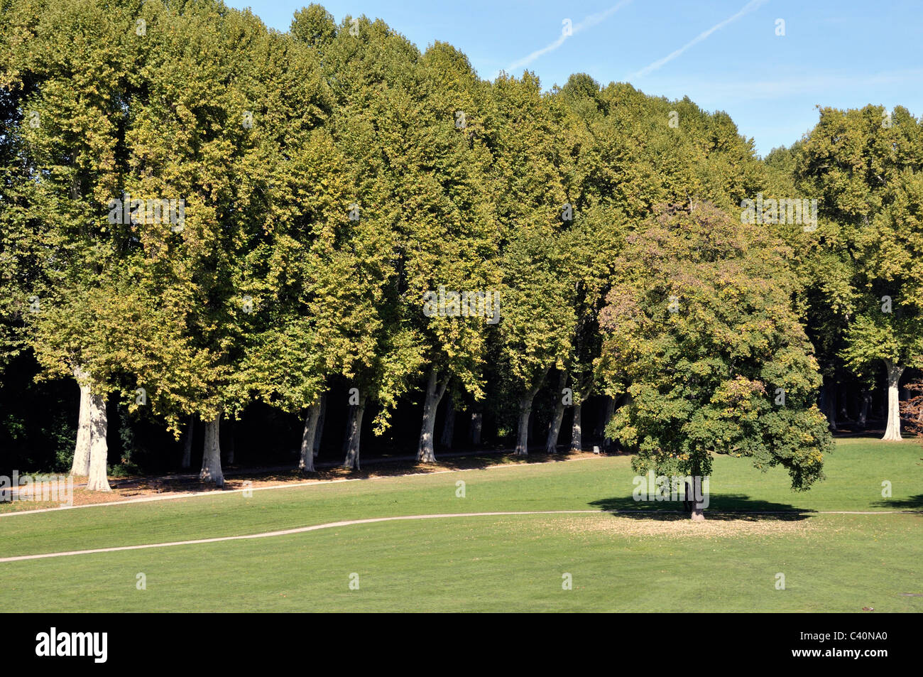 Avenue, alberi, Germania, piante, albero piano avenue, avenue Platenen, il giardino del castello, Stoccarda Foto Stock