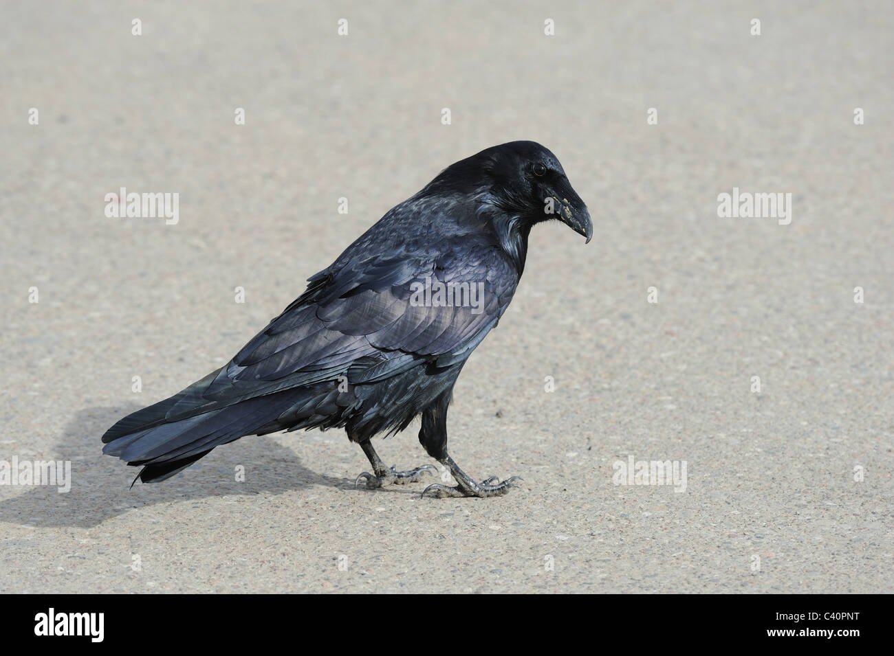 Raven, bird, Corvus corax, Corvidae famiglia, Fort Smith, Northwest Territories, Canada Foto Stock