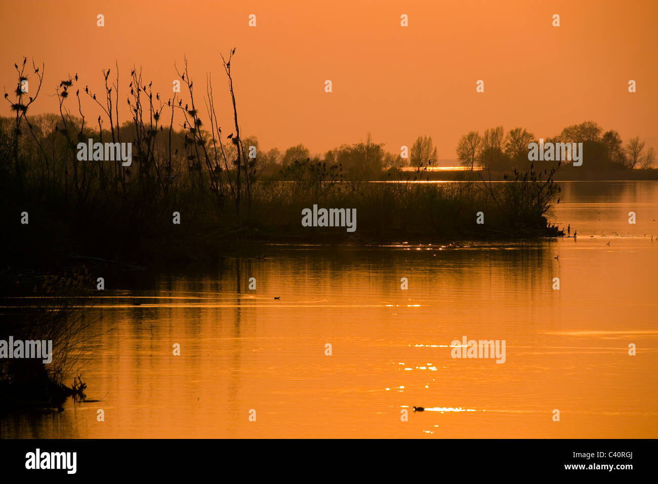 Lago di Costanza, Austria, Europa, Vorarlberg, delta del Reno, lago, lago, gli alberi, uccelli, cormorani, atmosfera serale Foto Stock