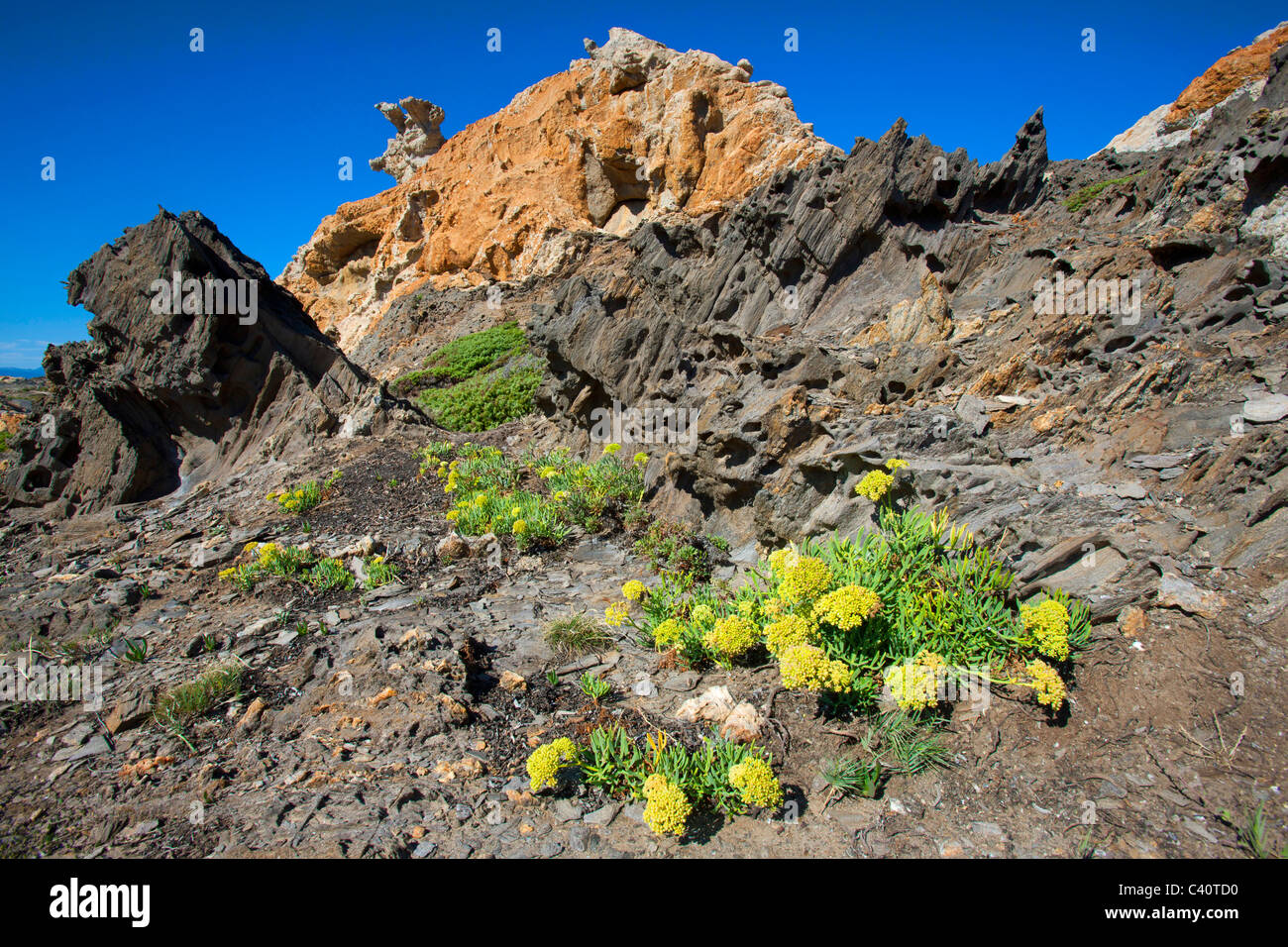 Cap de Creus, Spagna, Europa, Catalonia, Costa Brava, Costa, Costa di roccia, cape, rock, Cliff, cliff forme, erosione, piante Foto Stock