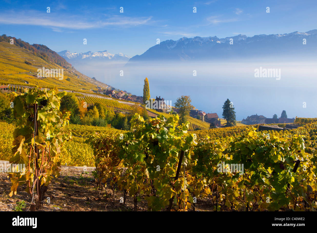 Epesses, Svizzera, Europa, canton Vaud, Lavaux, area vitivinicola, patrimonio mondiale dell UNESCO, lago, il lago di Ginevra, vigneti, villa Foto Stock