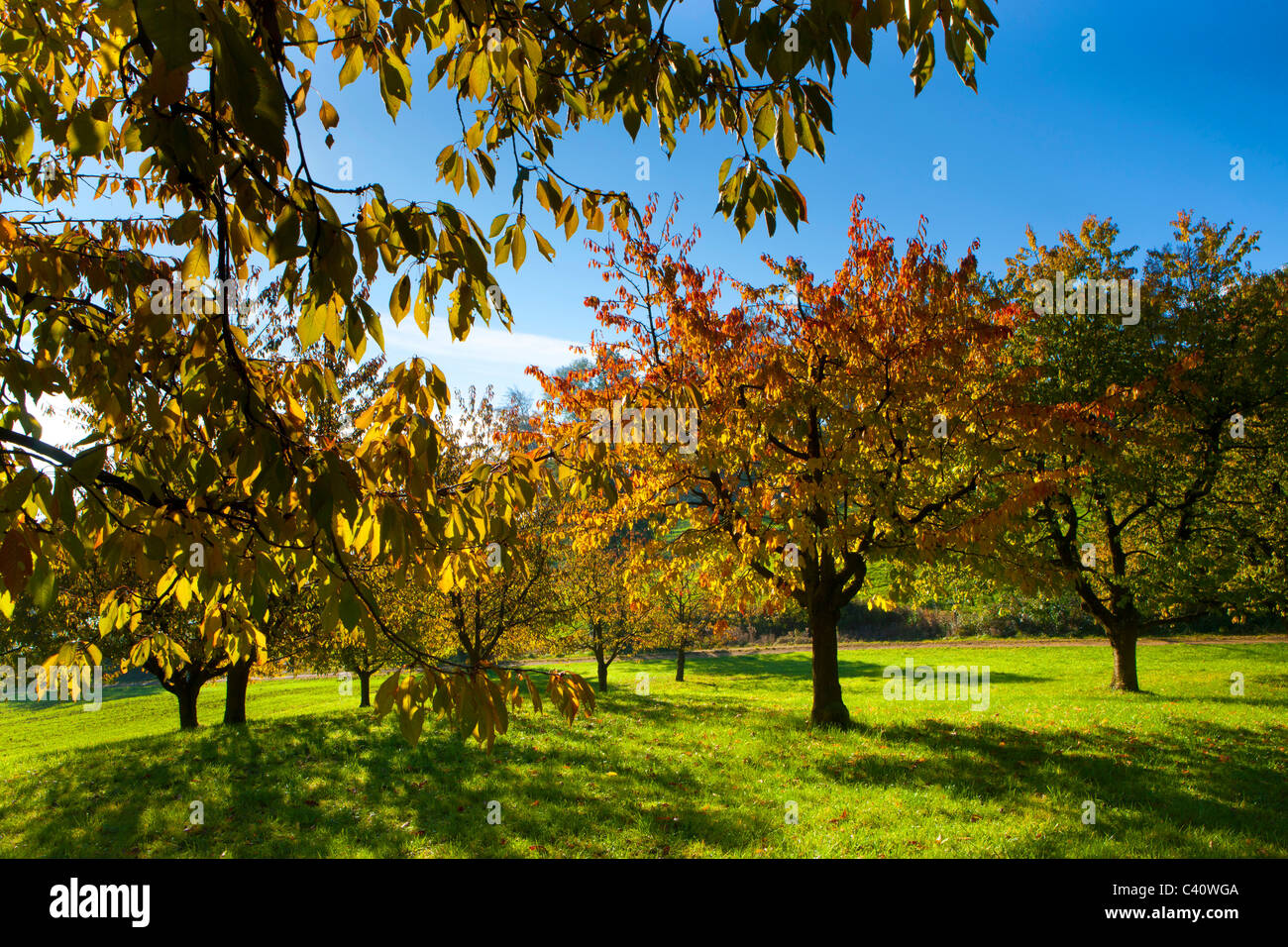 Gipf-Oberfrick, Svizzera, Europa, Canton Argovia, alberi, boschi di latifoglie, ciliegi, autunno Foto Stock