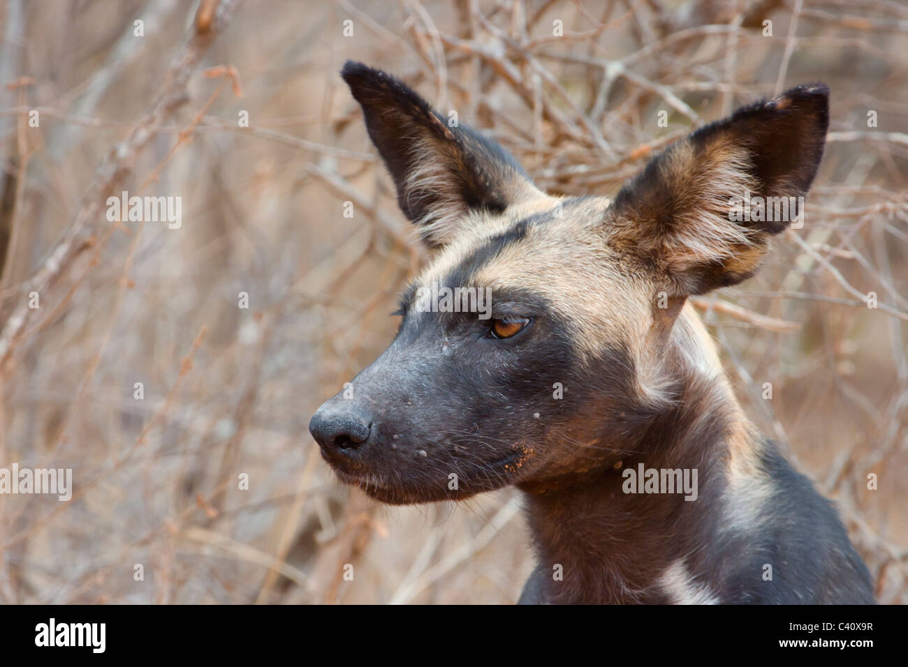 Ritratto africano del cane selvaggio, Parco Nazionale Tsavo Est, Kenya. Foto Stock