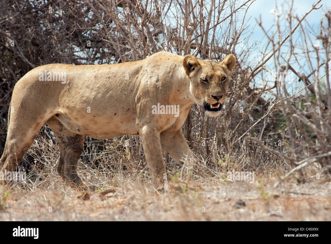 La leonessa nella savana, parco nazionale orientale di Tsavo in Kenya. Foto Stock
