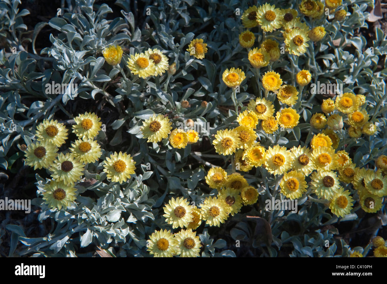 Giallo (eterna elicriso argyrophyllum) Fiori e semi Kirstenbosch National Botanical Garden Cape Town Western Cape Foto Stock