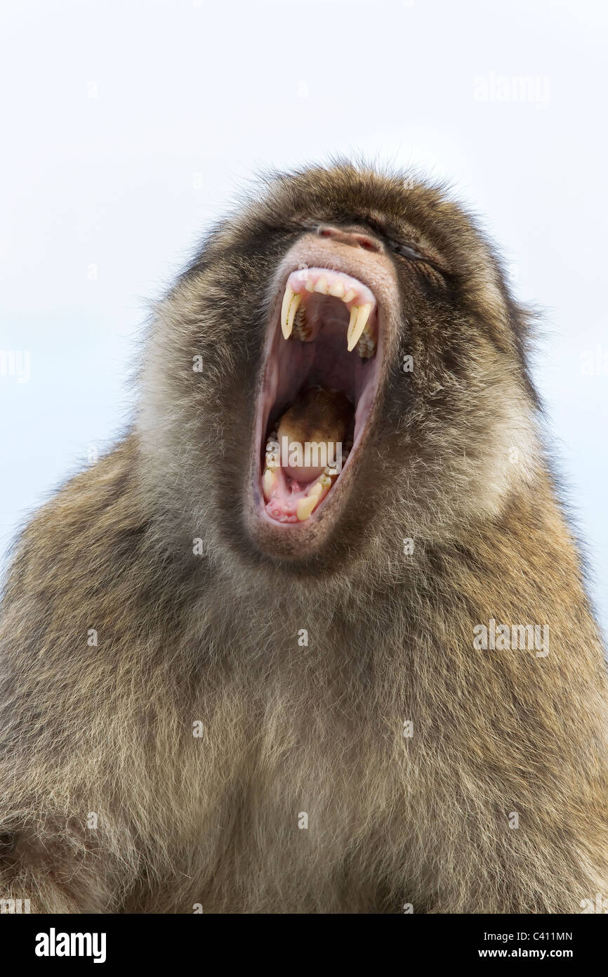 Barbary Macaque ritratto maschile - postura aggressiva grin Foto Stock