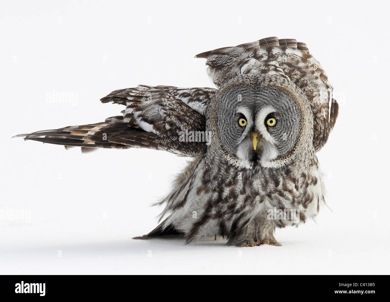 Grande Grigio Allocco (Strix nebulosa) passeggiate sulla neve. La Finlandia. Foto Stock