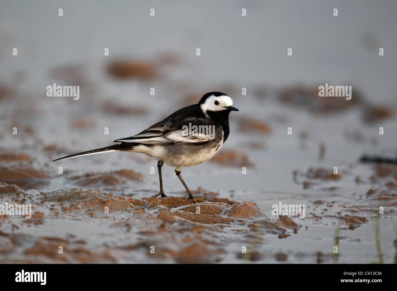 Pied wagtail, Motacilla alba yarrellii, singolo uccello mediante acqua, Midlands, Aprile 2011 Foto Stock