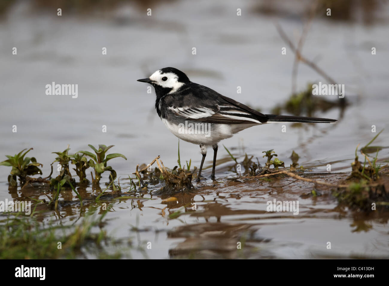 Pied wagtail, Motacilla alba yarrellii, singolo uccello mediante acqua, Midlands, Aprile 2011 Foto Stock
