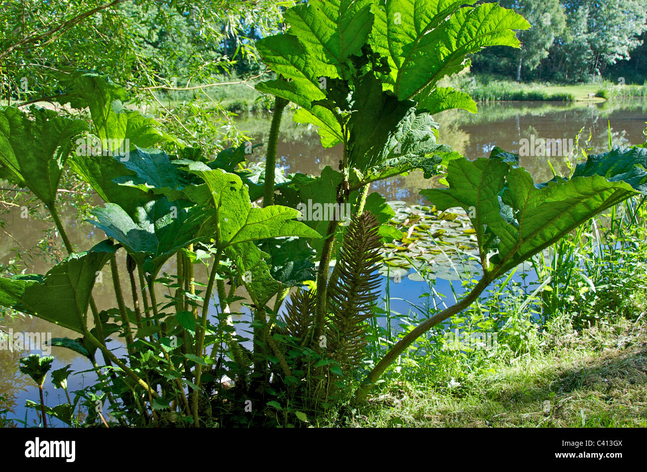 Gunnera manicata o rabarbaro gigante, un nativo del Brasile, è una pianta ornamentale in famiglia Gunneraceae. Foto Stock