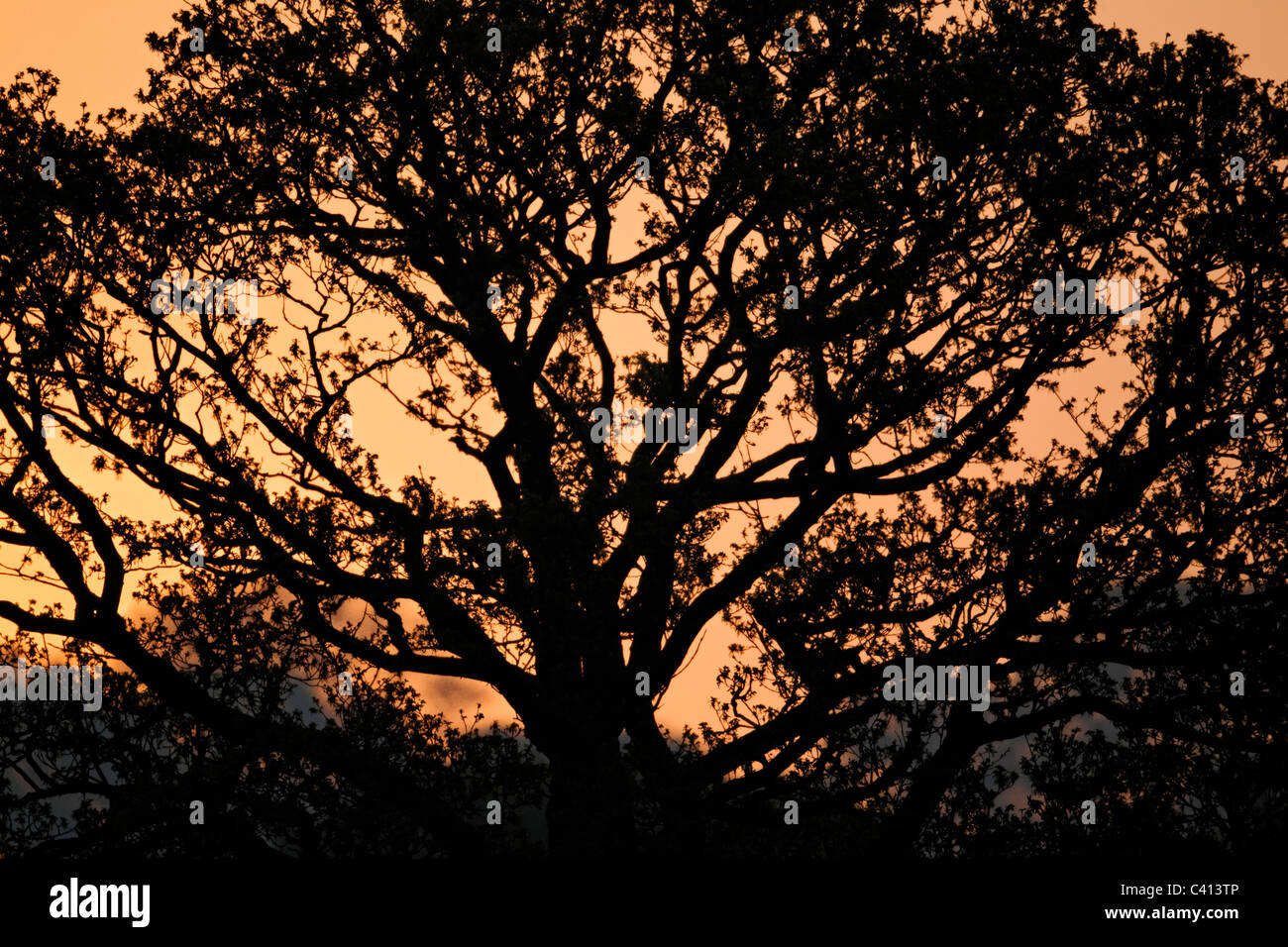 Alberi all'alba, Midlands, Aprile 2011 Foto Stock