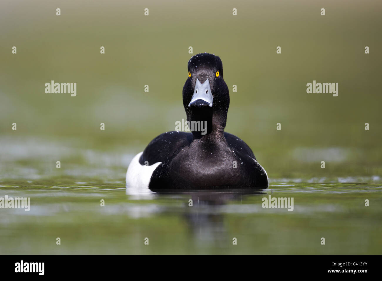 Moretta, Aythya fuligula, singolo maschio su acqua, Londra, Midlands, Aprile 2011 Foto Stock