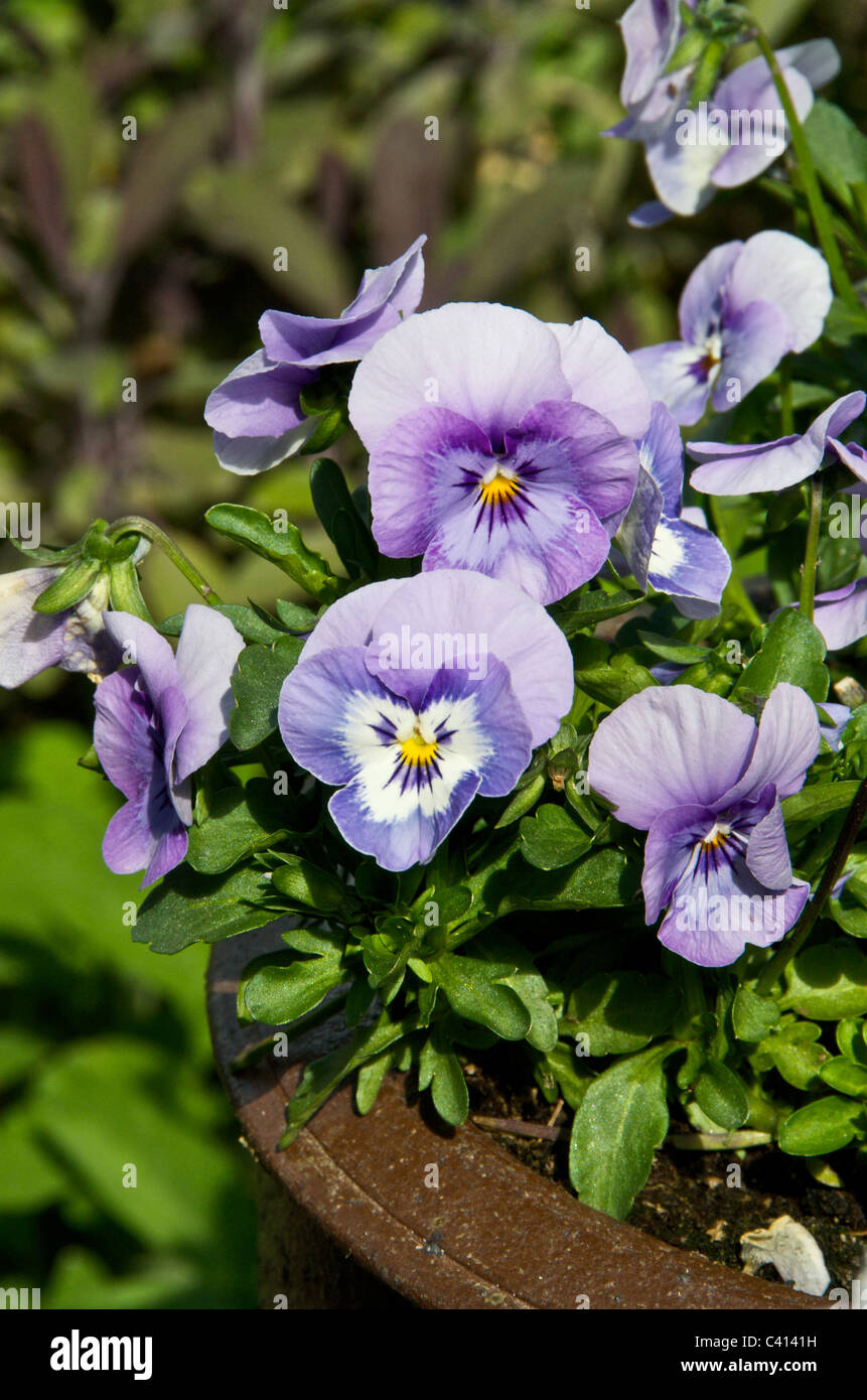 Il pansy o pansy violette sono un grande gruppo di piante ibride giardino  coltivato fiori. Pansies sono derivate da specie di viola Foto stock - Alamy