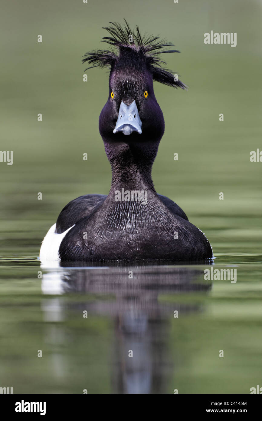 Moretta, Aythya fuligula, singolo maschio su acqua, Londra, Midlands, Aprile 2011 Foto Stock