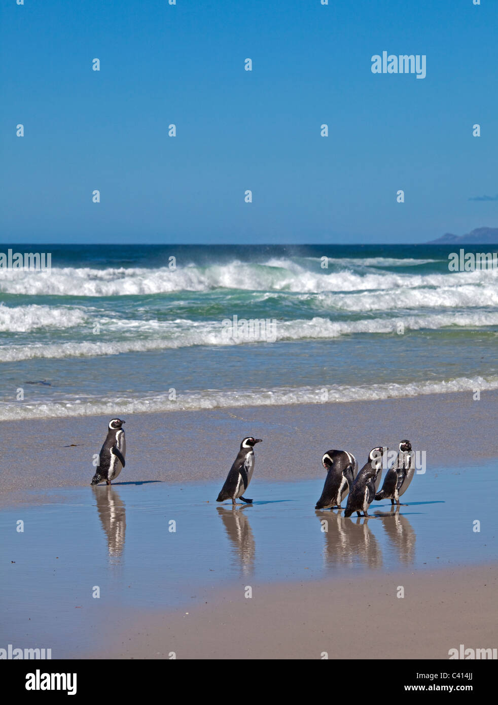 Un gruppo di i pinguini di Magellano (Spheniscus magellanicus) sulla spiaggia di Saunders Island, Falklands Foto Stock