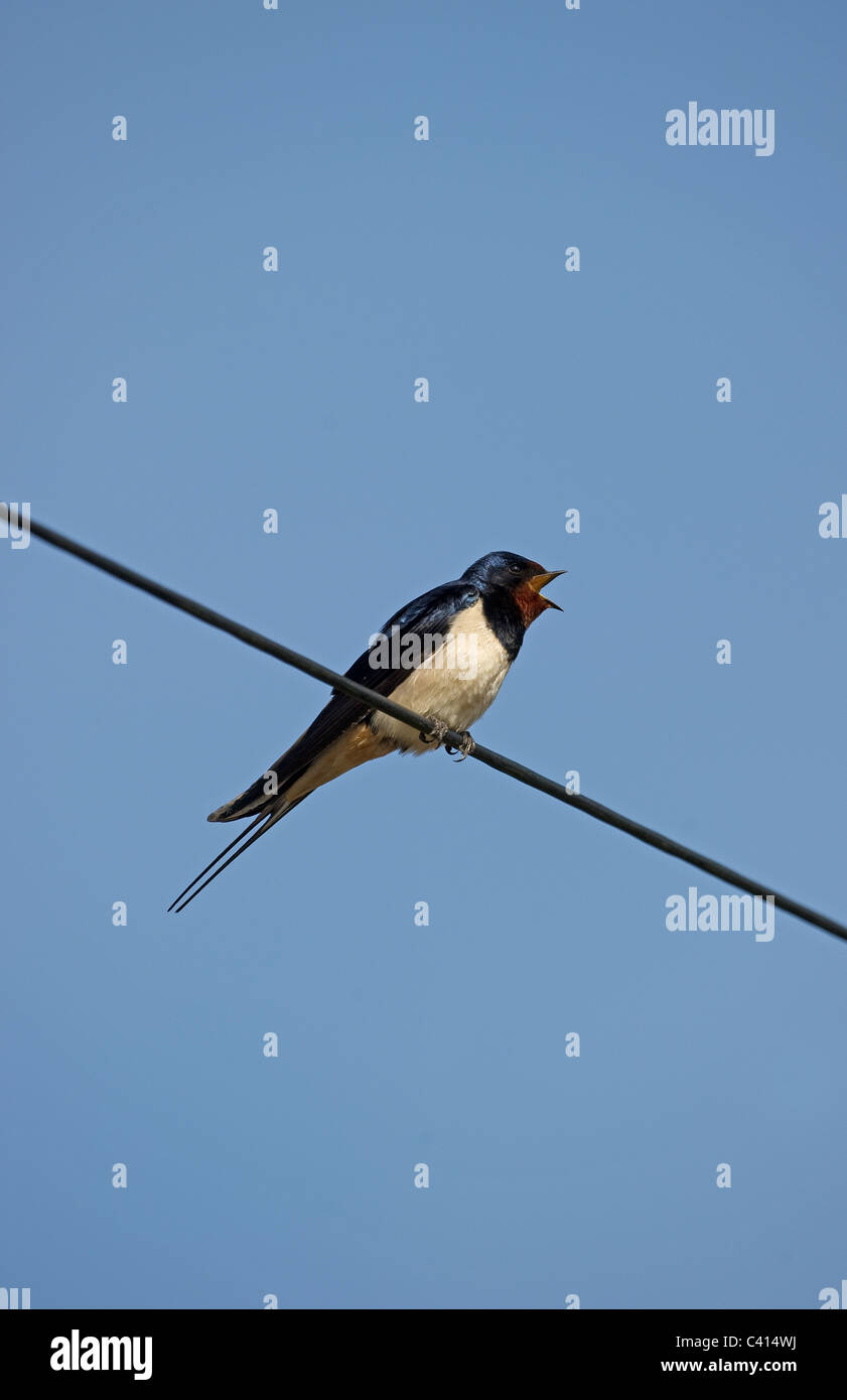 Barn Swallow cantando sul filo Foto Stock