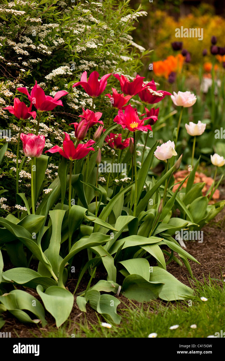 Giardino confine con una miscela di tulip varietà tra cui 'Doll il Minuetto', 'emisfero' e 'Angelique" Foto Stock