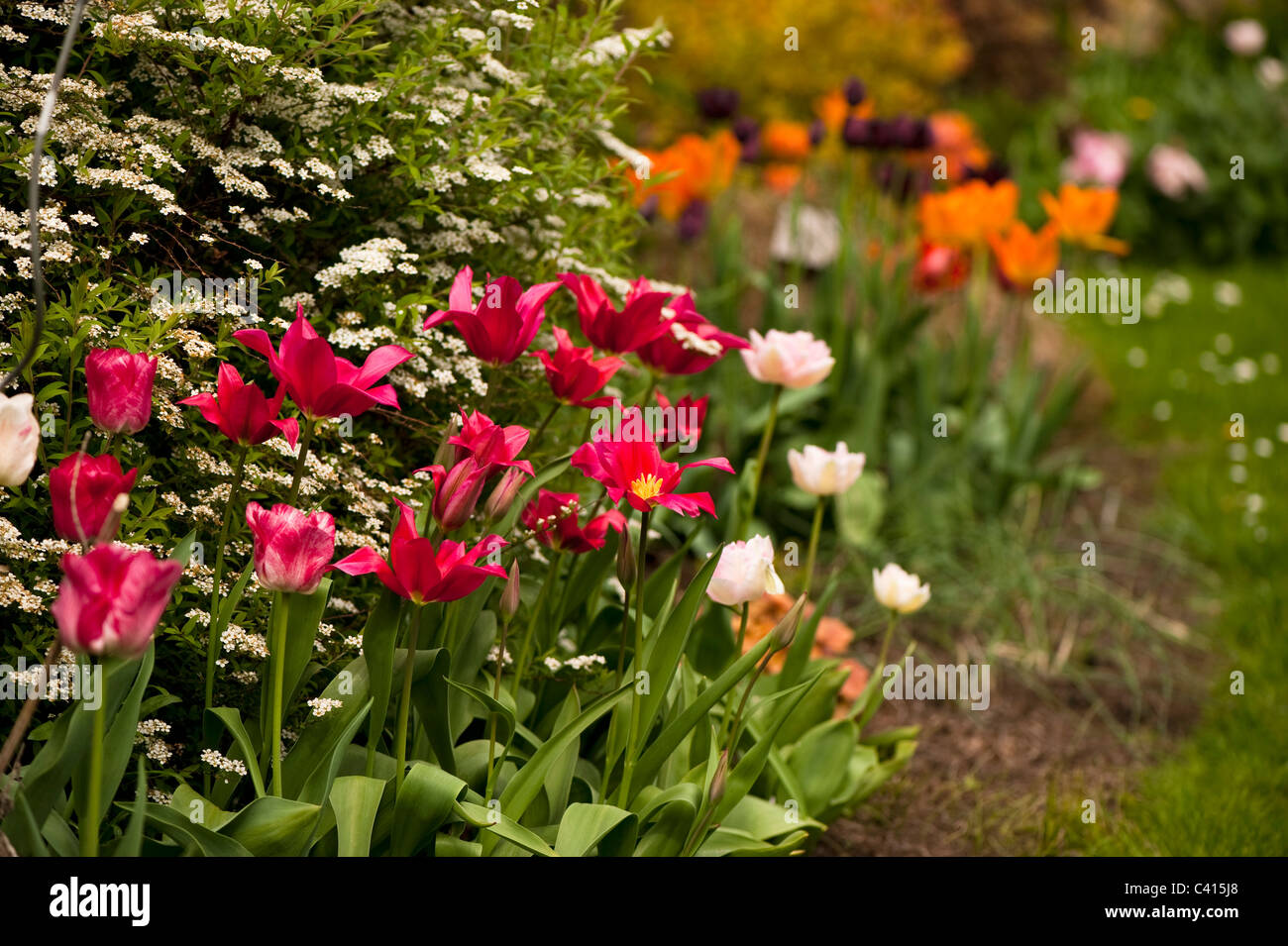 Giardino confine con una miscela di tulip varietà tra cui 'Doll il Minuetto', 'emisfero' e 'Angelique" Foto Stock
