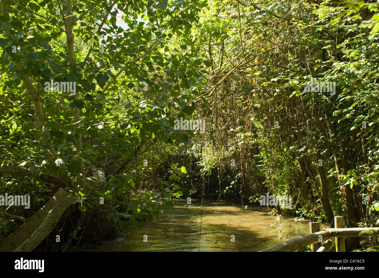 Le limpide acque del Rio Frio serpeggianti IL LORO MODO A VALLE bellissimi alberi a sbalzo RIOFRIO Andalusia Spagna Foto Stock