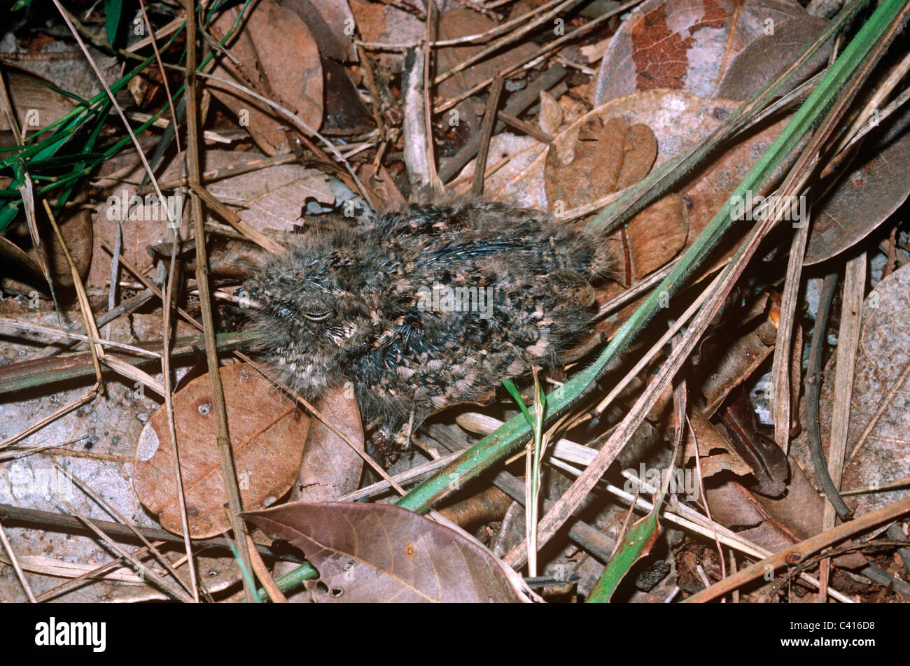 Poco Nightjar (Caprimulgus parvulus: Caprimulgidae) chick ben mimetizzata sul suolo della foresta pluviale, Brasile Foto Stock
