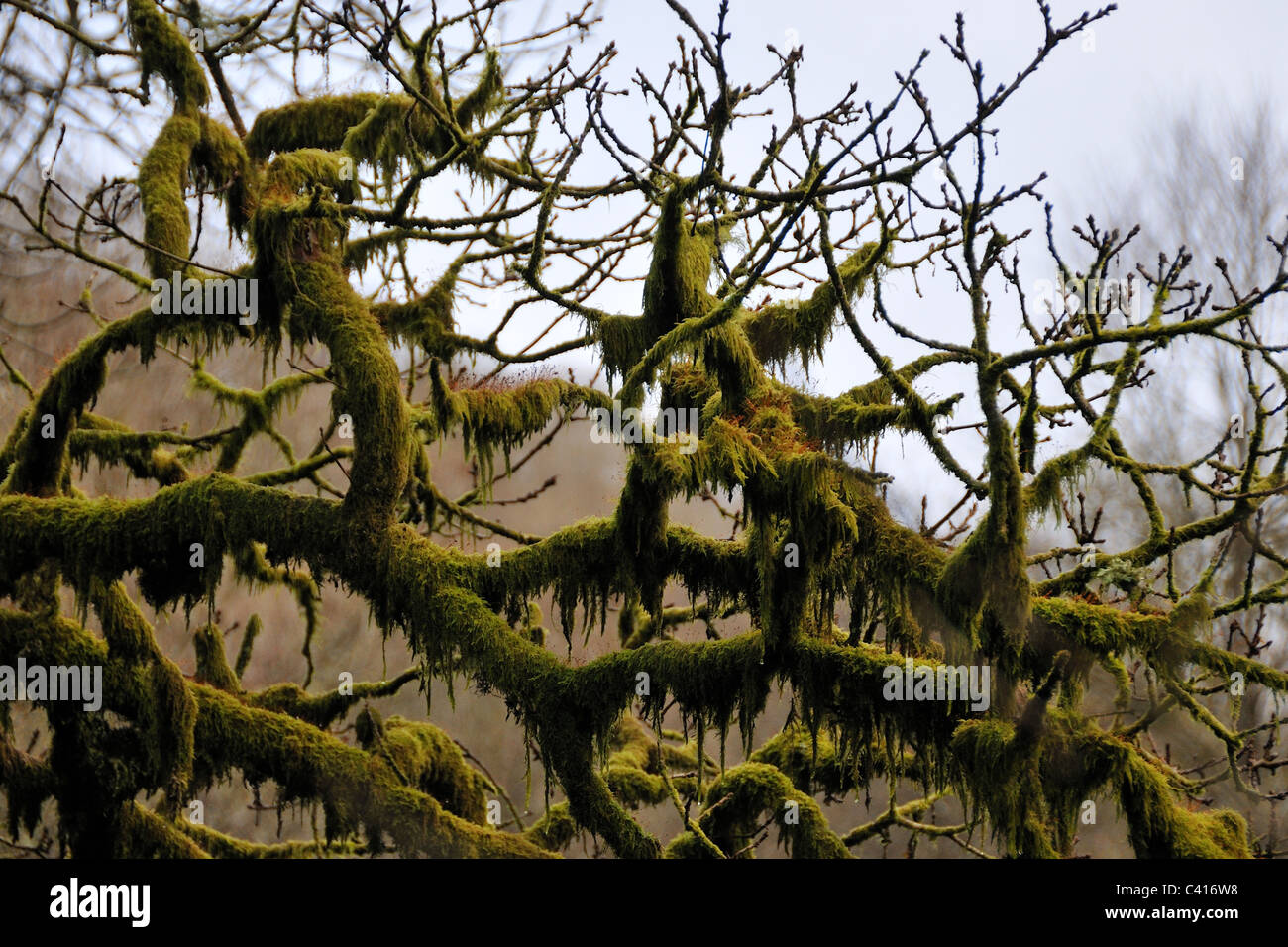 Moss su un albero nel Parco Nazionale di Brecon Beacons Foto Stock