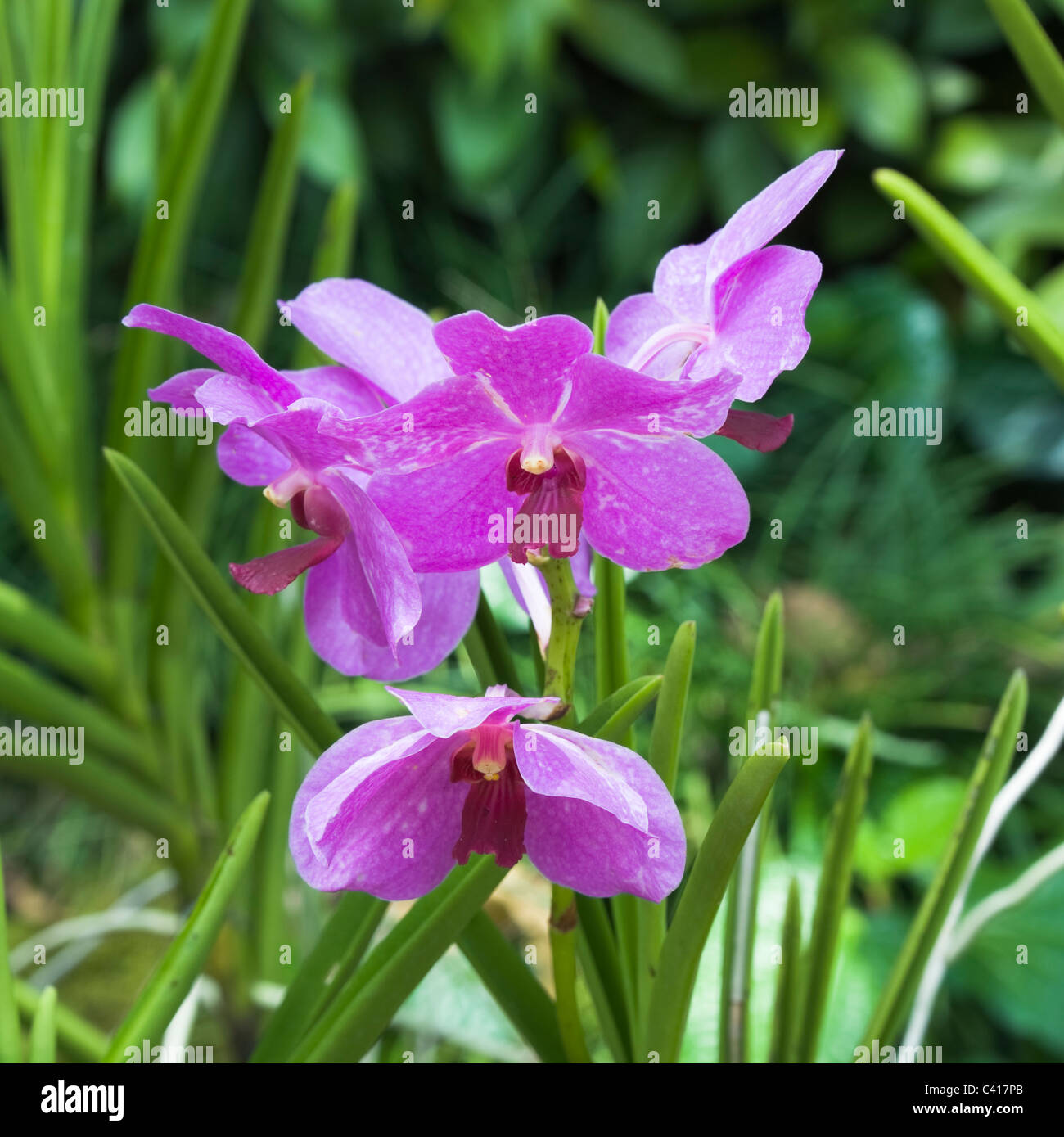 Margaret Tan viola Fiori di orchidea nel National Orchid Garden Singapore Repubblica di Singapore Asia Foto Stock