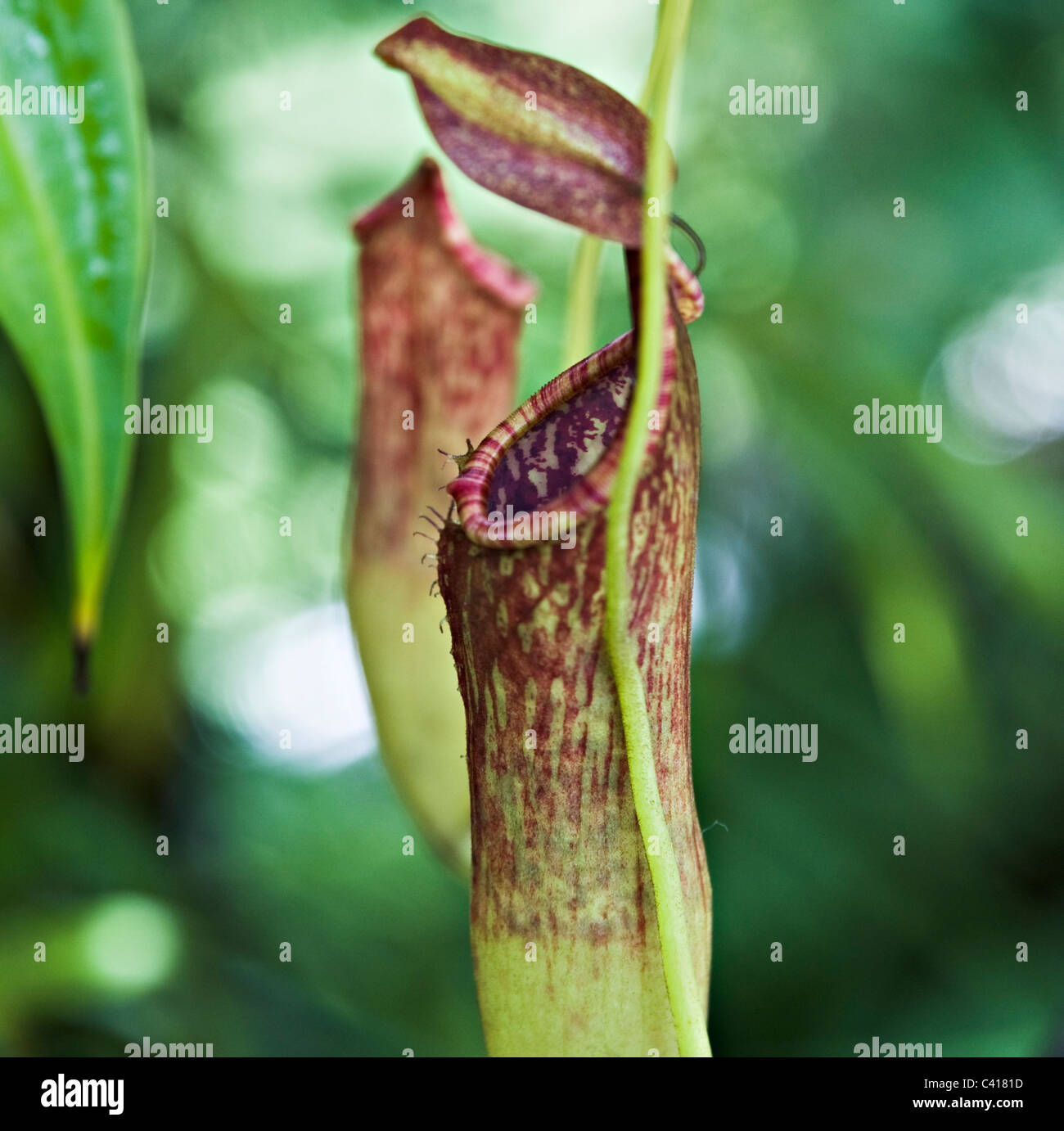 Pianta brocca fiore foglia fioritura di trappola a Singapore Botanic Gardens Repubblica di Singapore Asia Foto Stock