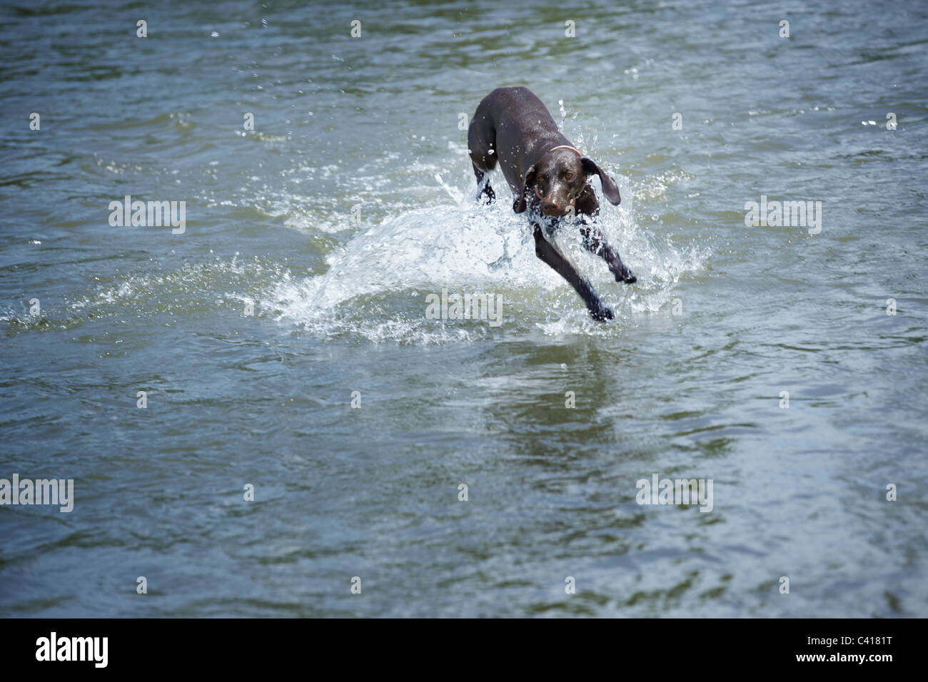 Cane Kurzhaar giocando e in esecuzione in acqua. Luce naturale e colori Foto Stock