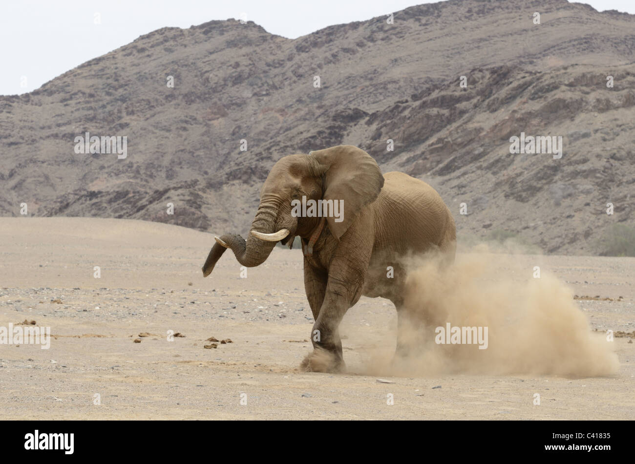 Gli elefanti del deserto, Loxodonta africana, Hoanib fiume secco, Namibia, Africa, Gennaio 2011 Foto Stock