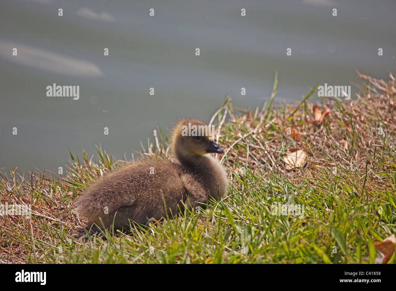 Mallard chick a Tring serbatoi nel Hertfordshire Foto Stock