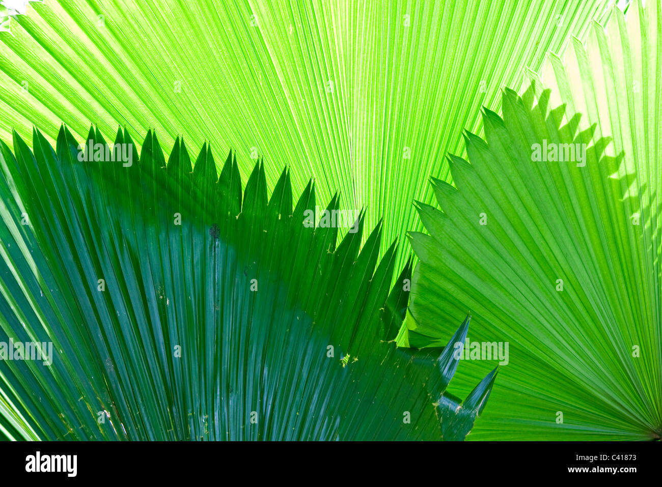 Sunshine riflettendo attraverso foglie di palmo in Singapore Botanic Gardens Repubblica di Singapore Asia Foto Stock