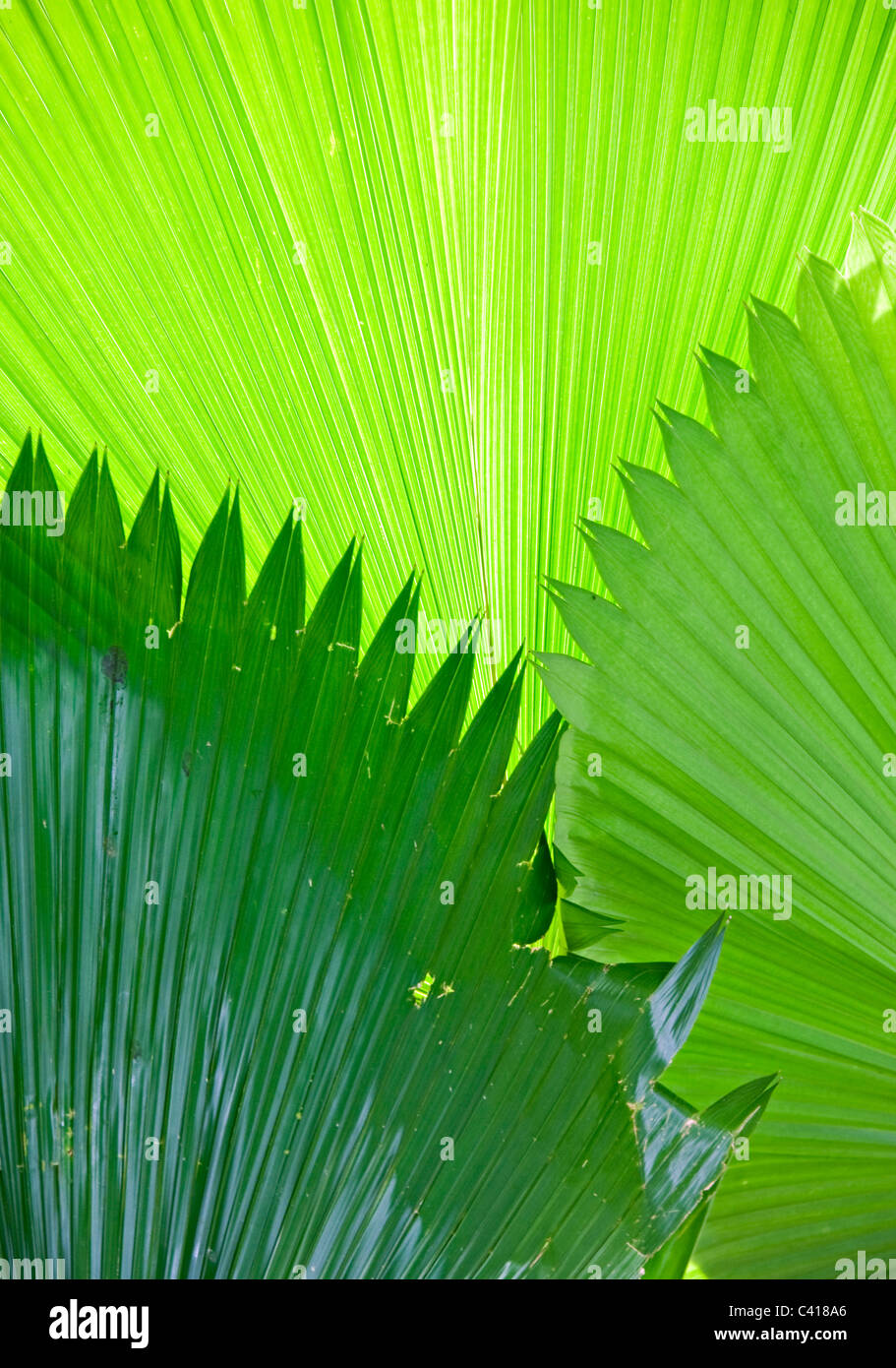 Sunshine riflettendo attraverso foglie di palmo in Singapore Botanic Gardens Repubblica di Singapore Asia Foto Stock
