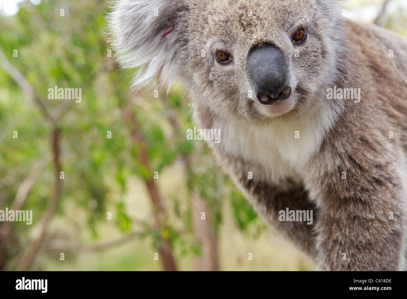 Koala al Centro di Tutela dei Koala sulla pista di Phillip Island Foto Stock