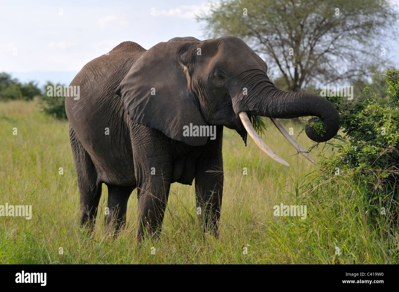 Incinta dell' elefante africano alimentazione nel Parco Nazionale di Tarangire e, Tanzania Foto Stock