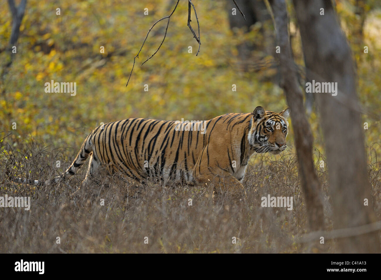 Radio Tigre a collare stalking preda nel suo habitat in Ranthambhore national park, India Foto Stock