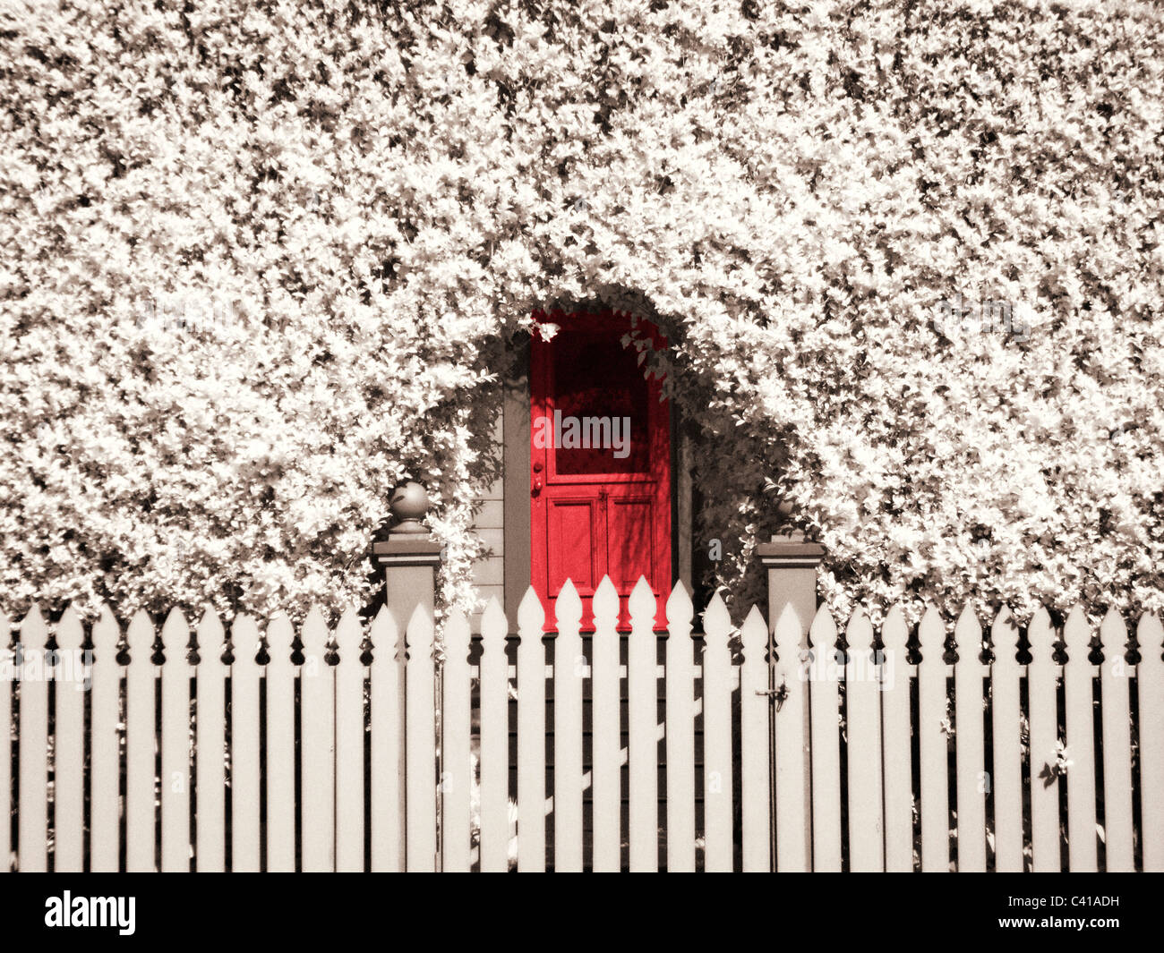 Recinzione, porta & ivy fotografata a raggi infrarossi, Ferndale, CA Foto Stock